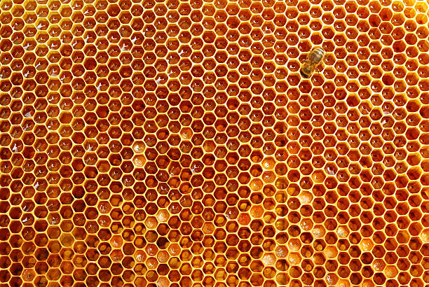 honeycomb-picture-id462027175-1328392990