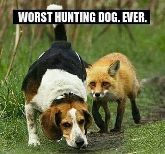 Worst Hunting Dog. Ever.