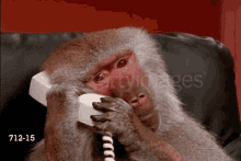 monkey-phone-call