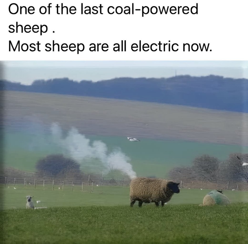 Sheep