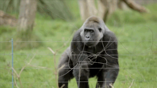 gorilla wirft - Copy