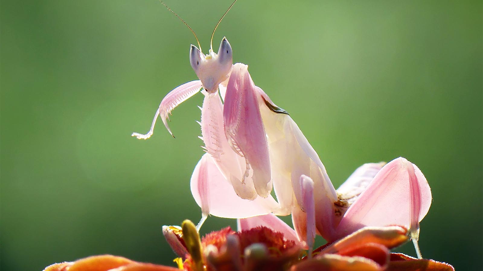 orchid-mantis2