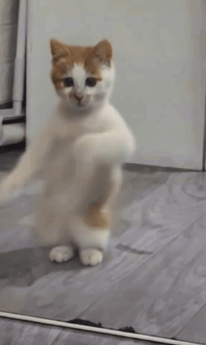 dancing-cat-dance