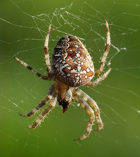 450px-Araneus diadematus2C Livorno 1