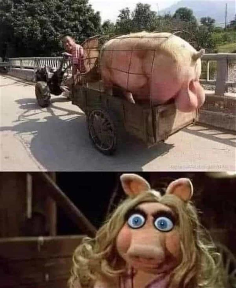 you-see-pigs