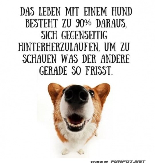 Leben mit Hund Ein taegliches Abenteuer