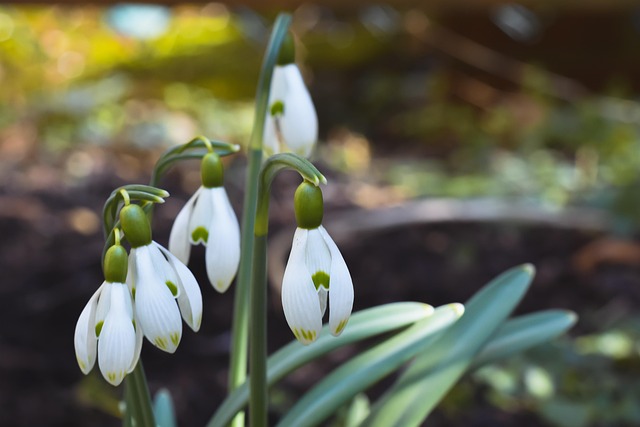 snowdrops-6075868 640