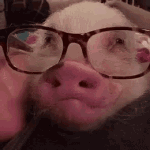 Schwein Brille - Copy