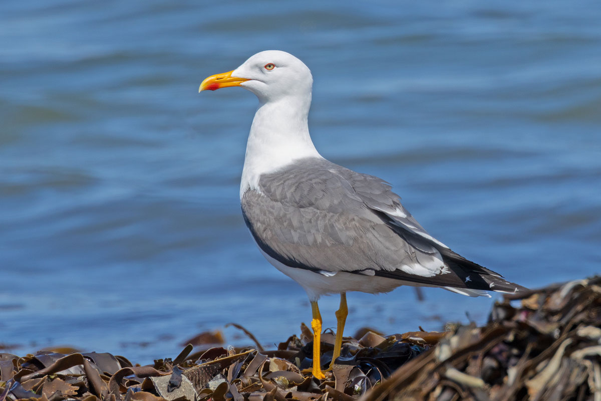 heringsmwe-larus-intermedius-fuscus-auf-