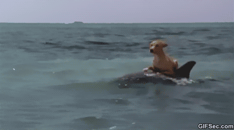 Hund surft mit Delfin - Copy