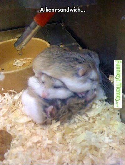 hamster-a-ham-sandwich-funnieyt-memeycom