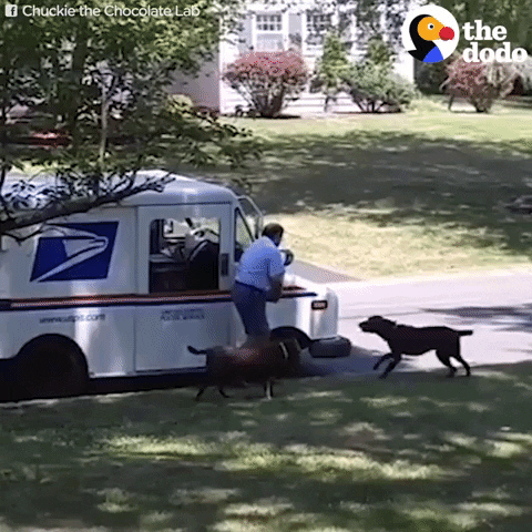 postman retriever hund dog