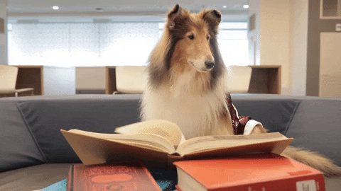 Hund liest gif - Copy