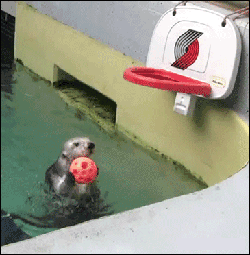 Otter Basketball - Copy