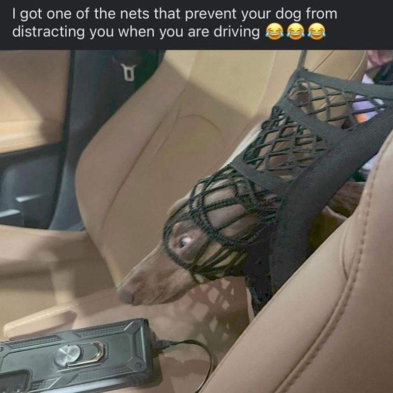 got-one-nets-prevent-dog-distracting-are