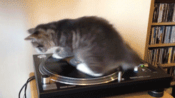 record kitty