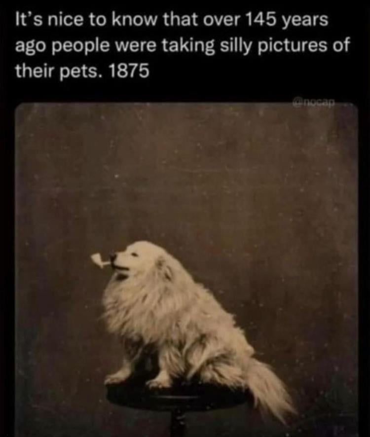 pets1875