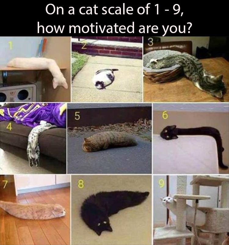 cat motivation