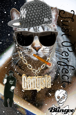 Gangsta Katze - Copy