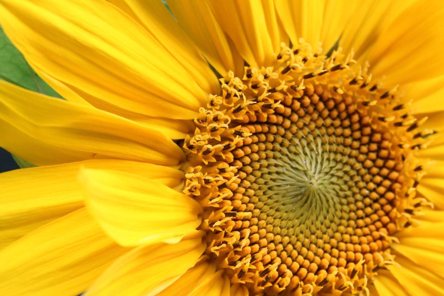 close-up-of-sunflower-534559953-57824520