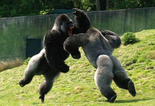 apes fighting