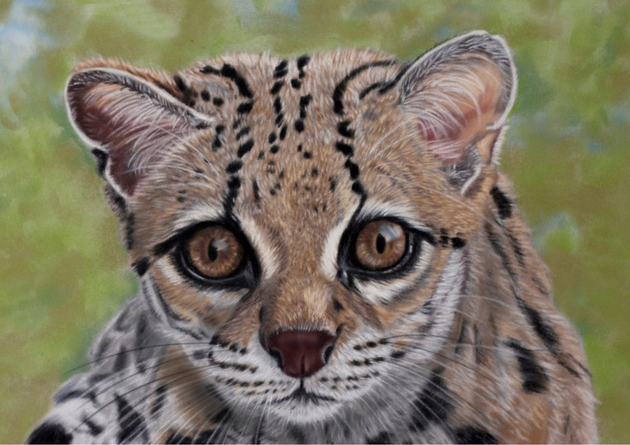 margay pastels by sarahharas07-d67am2q