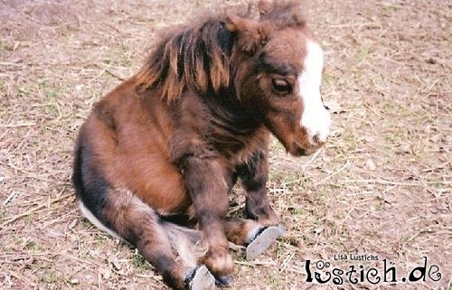16976-mini-pony