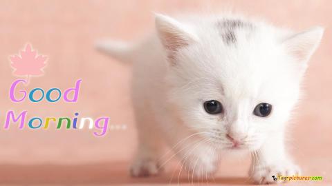 6b97a8 good morning cat pictures.jpg 480