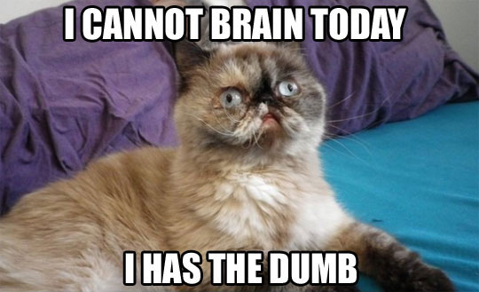 cat-meme-i-cannot-brain-today-dumb
