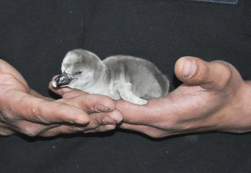 pinguin baby01