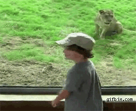 1299871944 kid vs lion at the zoo