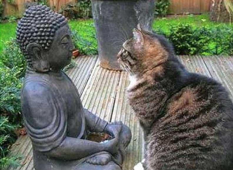 buddha and cat