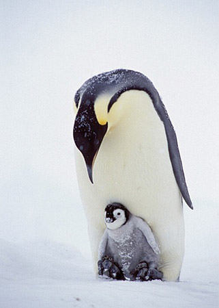 portraet pinguin baby g