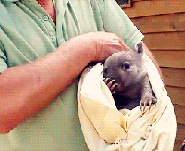 babywombat