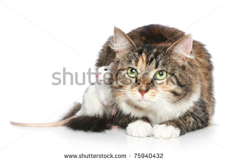 stock-photo-two-friends-cat-and-rat-rest