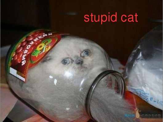 Funny-Animals-stupid-cat