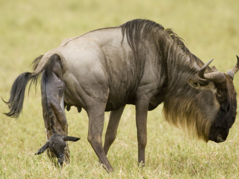 joe-mcdonald-a-wildebeest-or-gnu-giving-