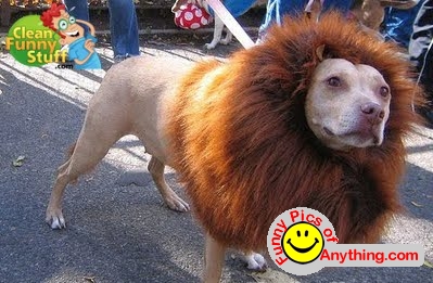 funny-lion-dog