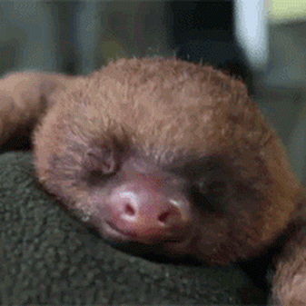 010-funny-animal-gifs-cute-baby-sloth-ya