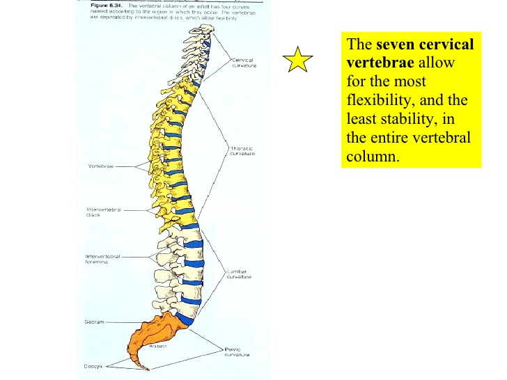 05-axial-skeleton-vertebral-column-and-t