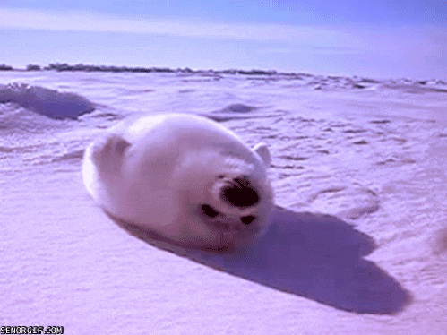 animal baby seal gif
