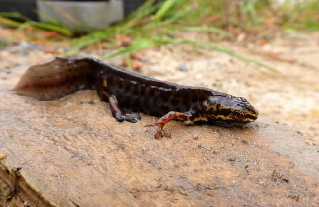 C-Smooth-newt-caught-in-Melbourne-waterw