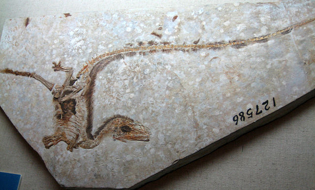 640px Sinosauropteryxfossil