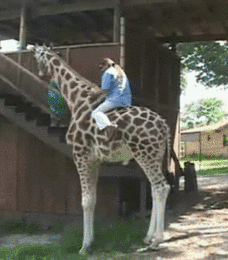auf-einer-giraffe-reiten-fail