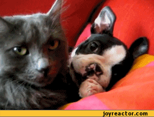 funny-pictures-auto-gif-cat-383480