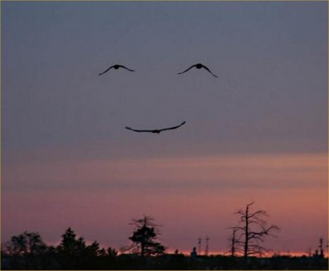 three-bird-smiley-face