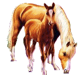 animaatjes-paarden-89473
