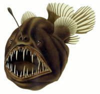200px-Humpback anglerfish