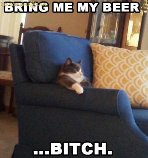 Bring-me-my-beer-bitch-cat