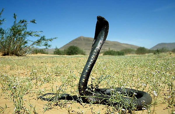 aegyptische kobra-naja haje legionis-177